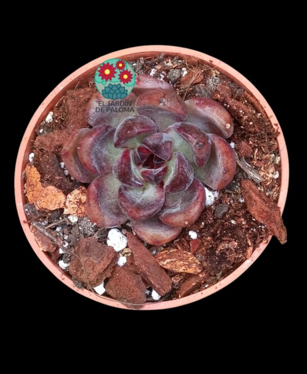 Eheveria Dark chocolat (importación, tamaño pequeño)