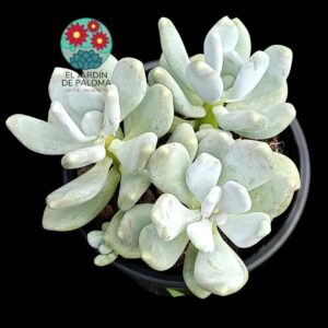 Pachyveria Glutinicaule