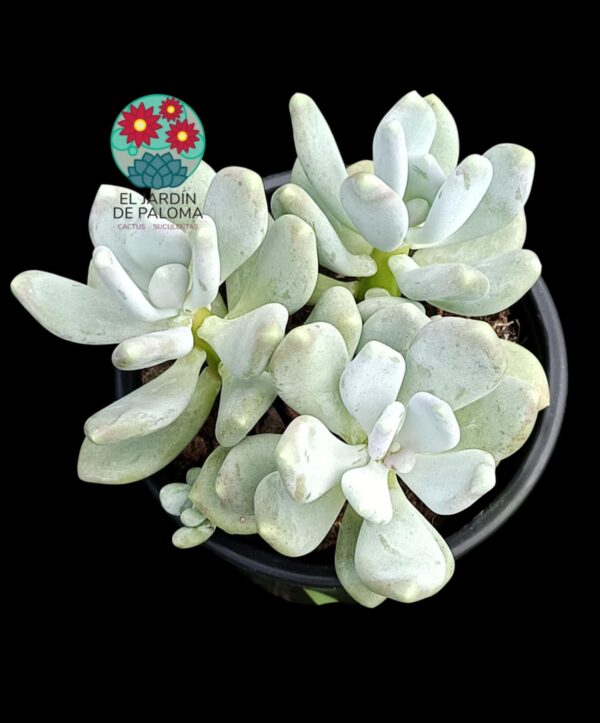 Pachyveria Glutinicaule