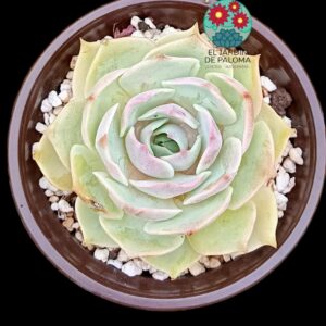 Echeveria Fury