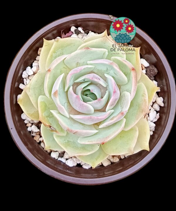 Echeveria Fury