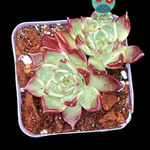 Echeveria Frank doble (importación)