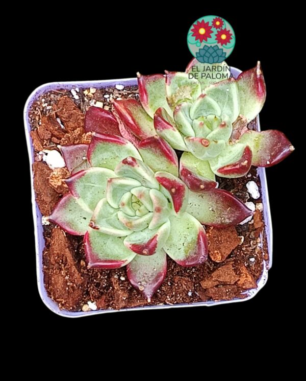 Echeveria Frank doble (importación)