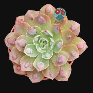 Echeveria Parva x raindrops