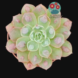 Echeveria Parva x raindrops