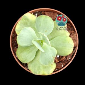 Echeveria Peach pride variegata (importación)