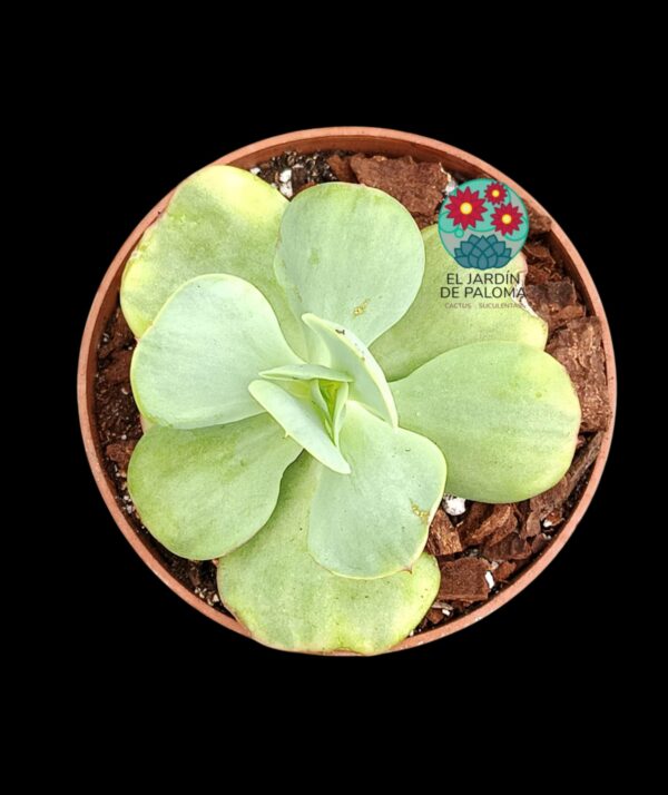 Echeveria Peach pride variegata (importación)