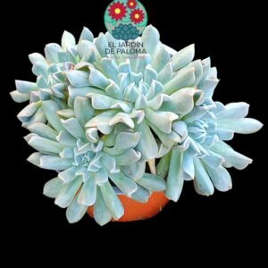Echeveria Pinwheel revolution boquet (maceta grande)