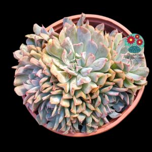 Echeveria Pinwheel revolution boquet