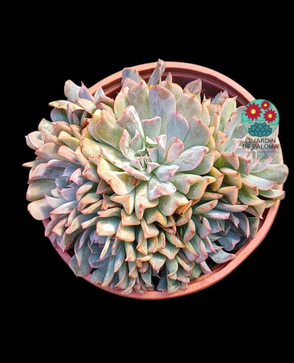 Echeveria Pinwheel revolution boquet