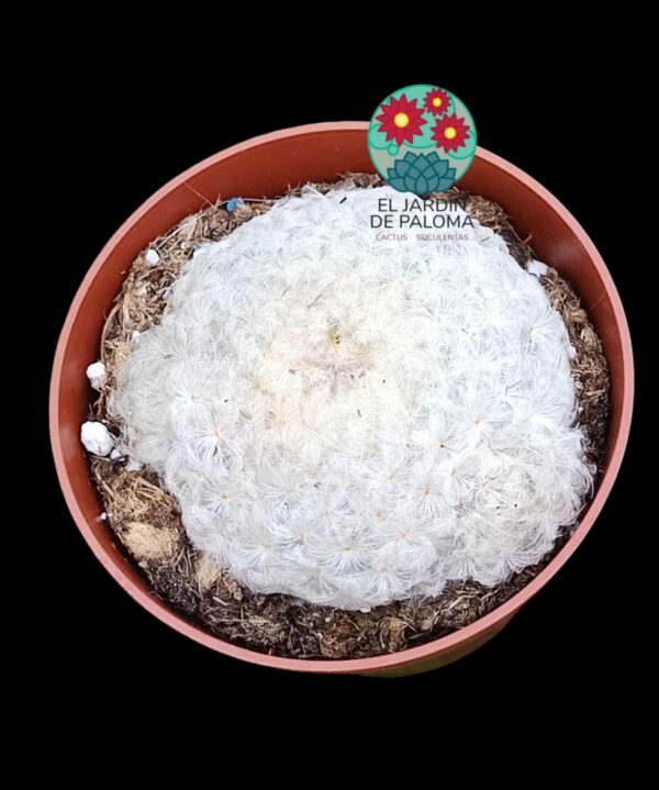Mammillaria Plumosa (puede ser flor rosa o amarilla)