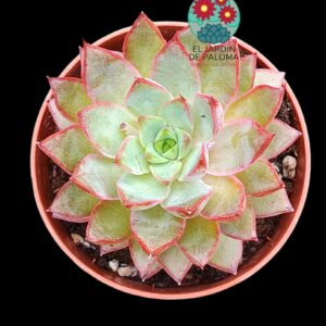 Echeveria Punita