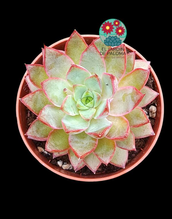 Echeveria Punita
