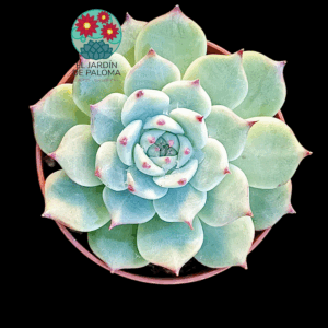 Echeveria Beatrice