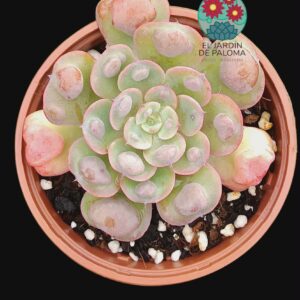 Echeveria Raindrops