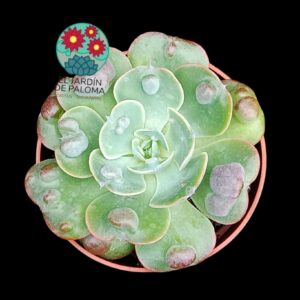 Echeveria Raindrops