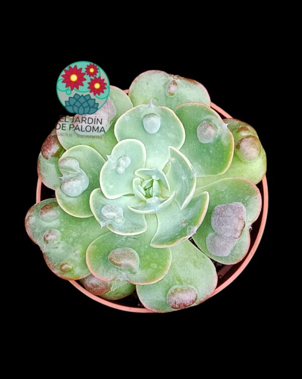 Echeveria Raindrops