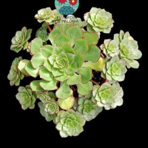 Aeonium Red Edge (tiene variegacion en algunas rosetas, muy grande)