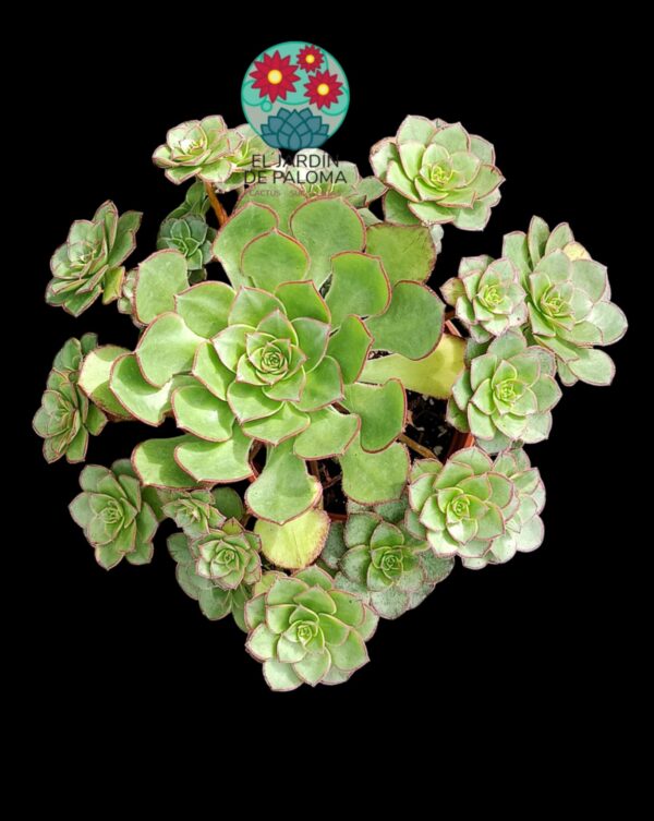 Aeonium Red Edge (tiene variegacion en algunas rosetas, muy grande)