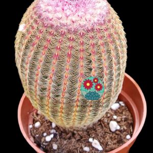 Echinocereus Rigidissimus albispinus (es grande)