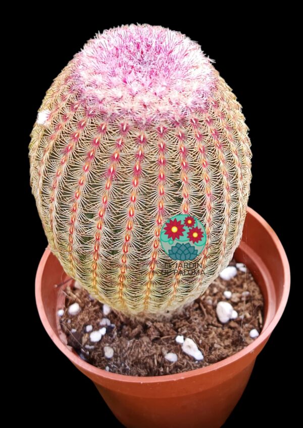 Echinocereus Rigidissimus albispinus (es grande)