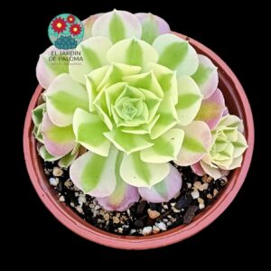 Aeonium Riverstone variegata con hijuelos (importación)