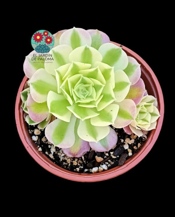 Aeonium Riverstone variegata con hijuelos (importación)
