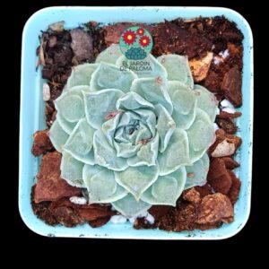 Echeveria Rosima raindrops (importación)