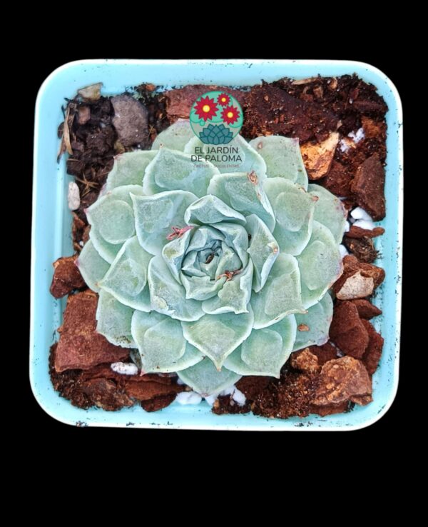 Echeveria Rosima raindrops (importación)