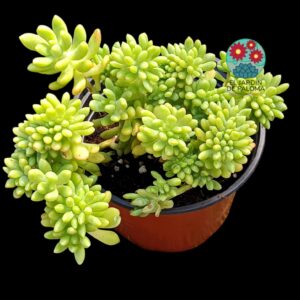 Sedum Pachyphyllum crestado