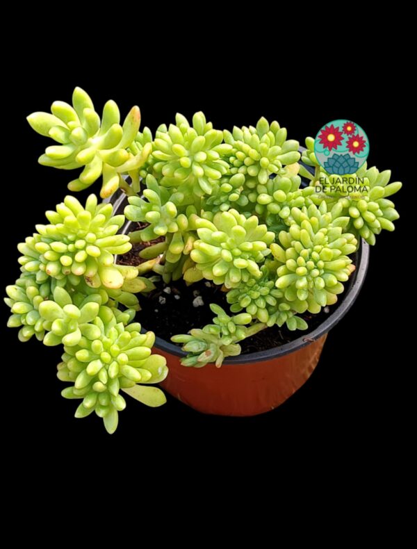 Sedum Pachyphyllum crestado