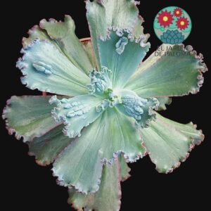 Echeveria Gibbiflora " Bumps' (muy grande)