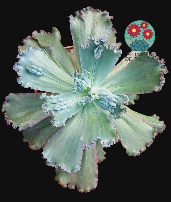 Echeveria Gibbiflora " Bumps' (muy grande)