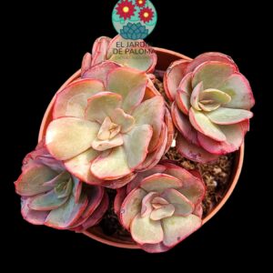 Echeveria Suyon (colonia)