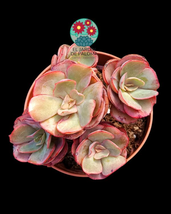 Echeveria Suyon (colonia)