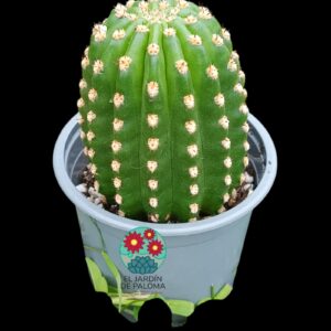 Trichocereus híbrido grande (la flor puede ser de cualquier color)