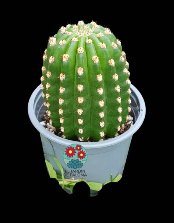 Trichocereus híbrido grande (la flor puede ser de cualquier color)