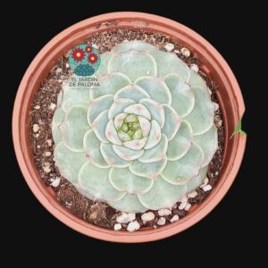 Echeveria Red velvet
