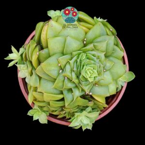 Echeveria "Golden flame" con hijuelos