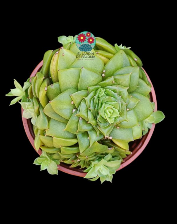 Echeveria "Golden flame" con hijuelos
