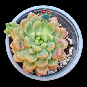 Echeveria Vienna
