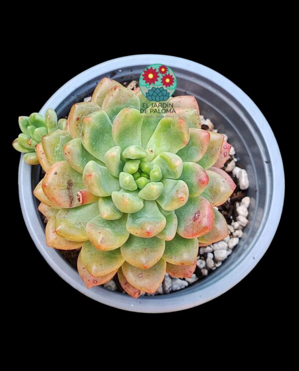 Echeveria Vienna