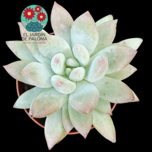 Pachyveria Krakatoa (bien tamaño)
