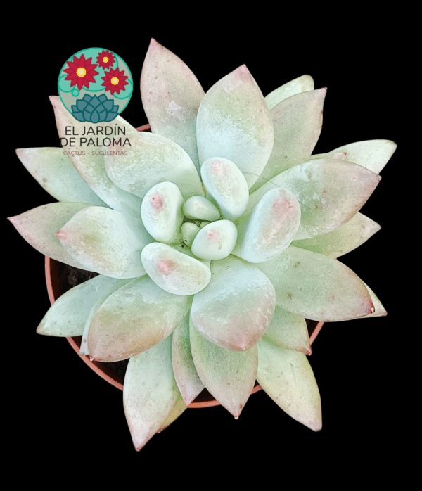 Pachyveria Krakatoa (bien tamaño)