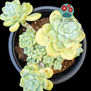 Sedum clavatum