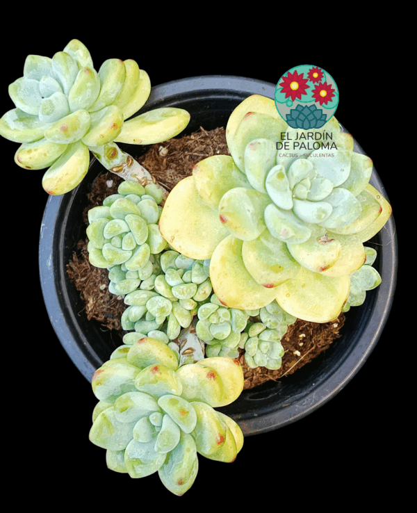 Sedum clavatum
