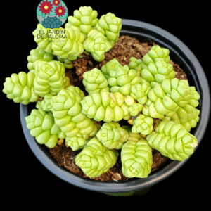 Crassula marchandii