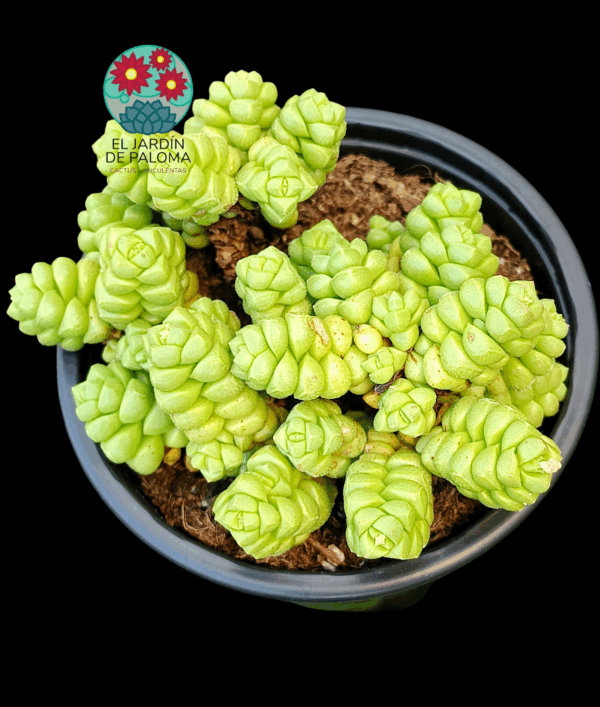 Crassula marchandii