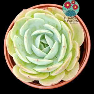 Echeveria "Alioli'