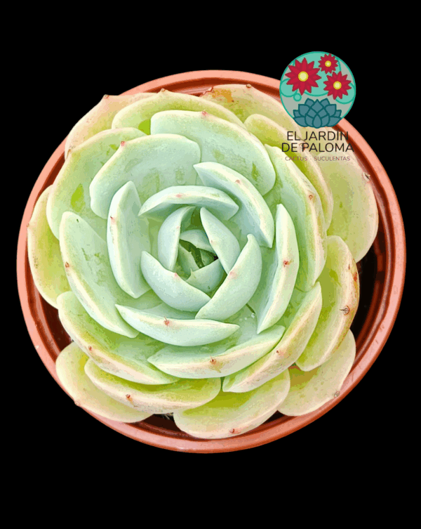Echeveria "Alioli'